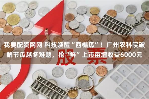 我要配资网网 科技唤醒“西樵瓜”！广州农科院破解节瓜越冬难题，抢“鲜”上市亩增收益6000元