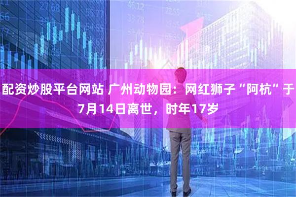 配资炒股平台网站 广州动物园：网红狮子“阿杭”于7月14日离世，时年17岁